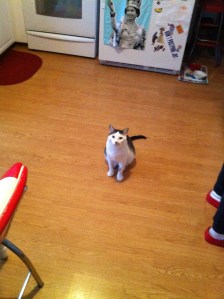 "You mean there's not crab in these things? How did end up with vegetarian cat parents?"